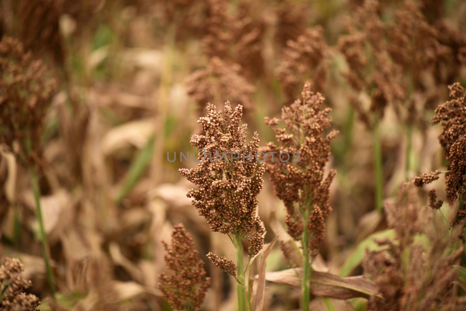 Field of Australian sorghum during the day time.