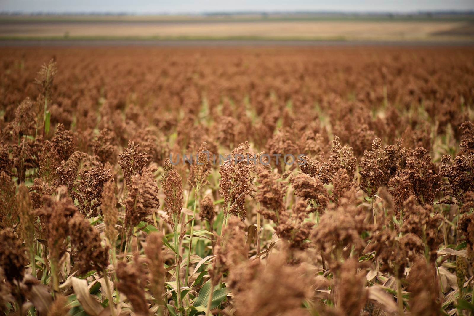 Field of Australian sorghum during the day time.
