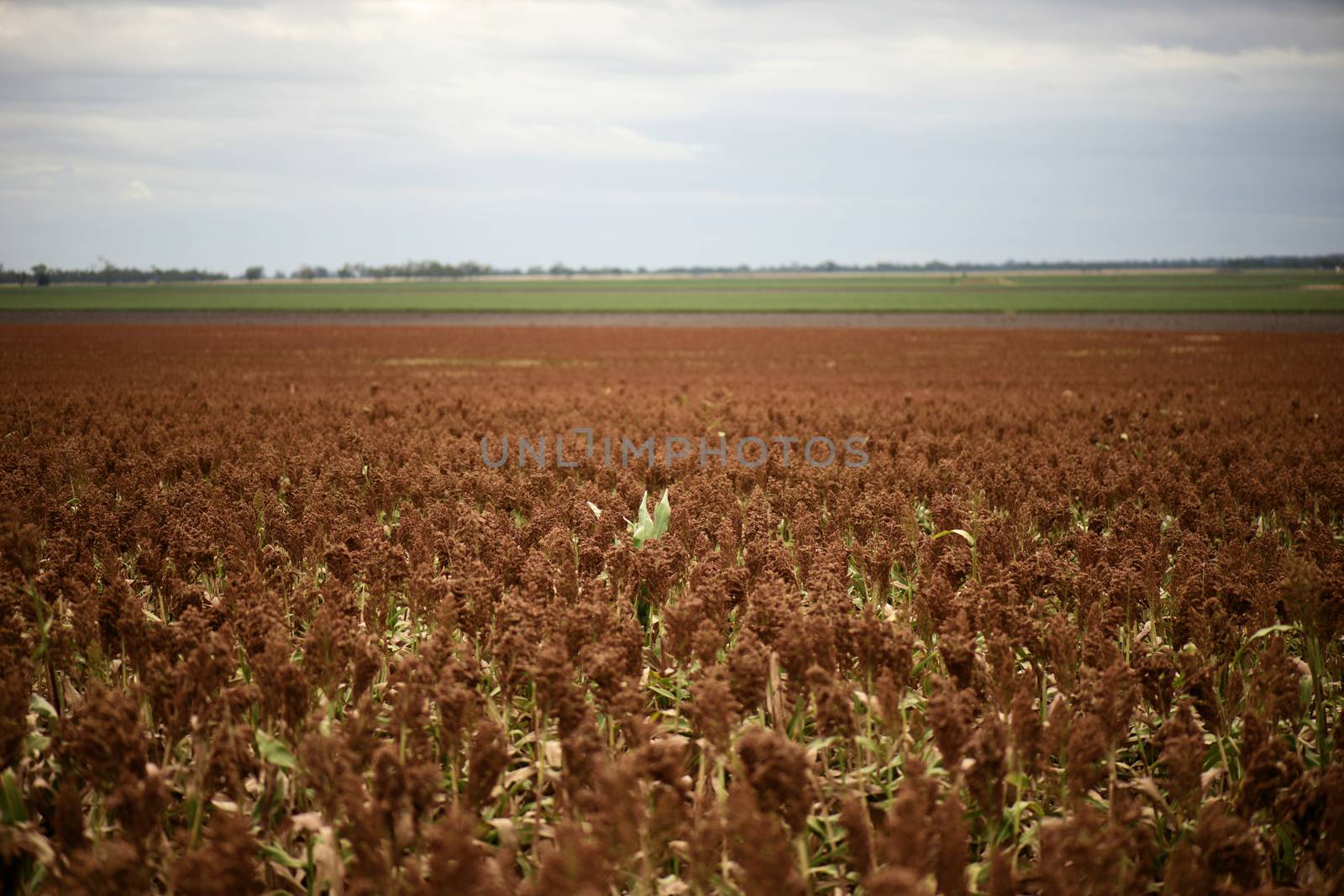 Field of Australian sorghum during the day time.