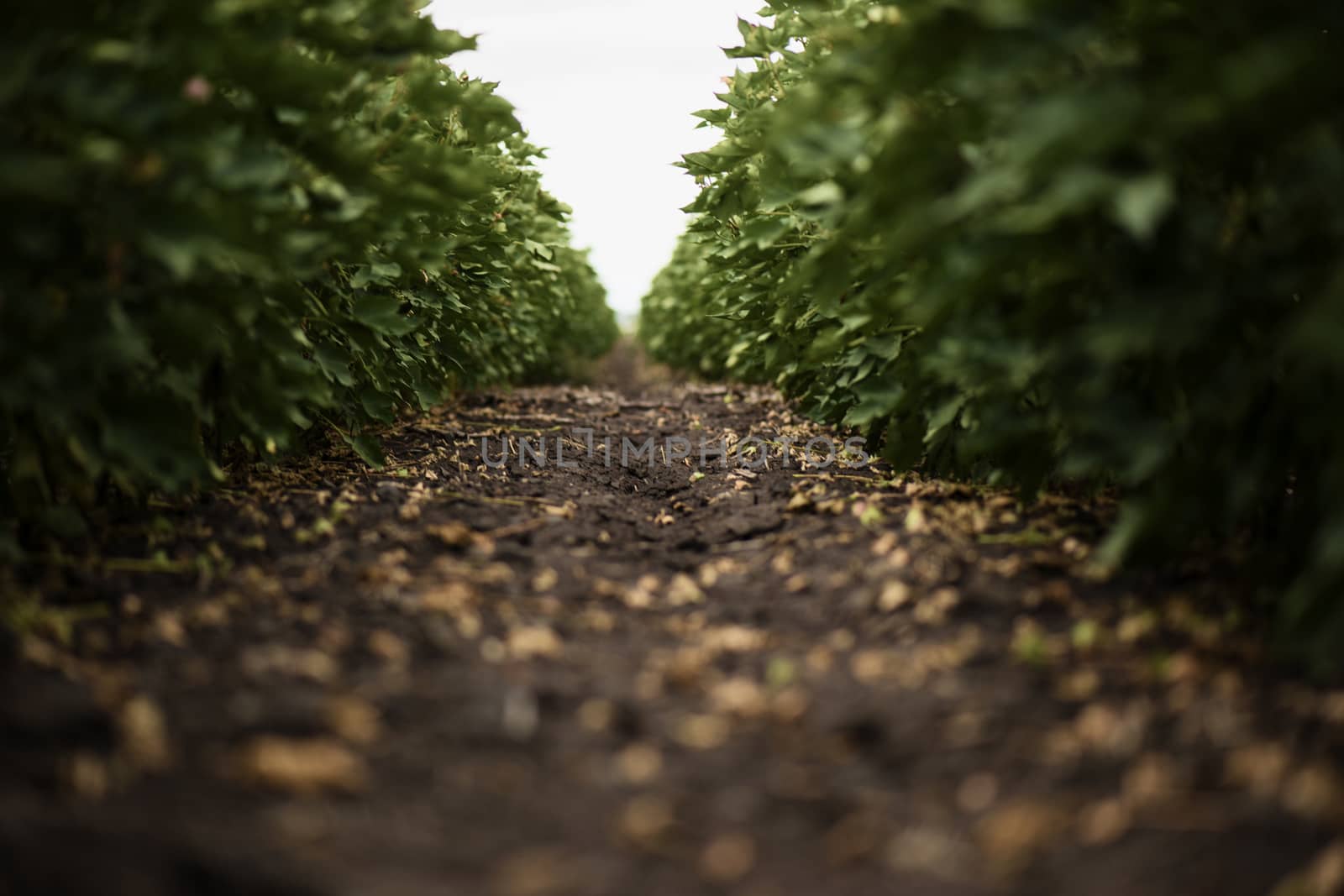 Field of cotton in the countryside ready for harvesting.