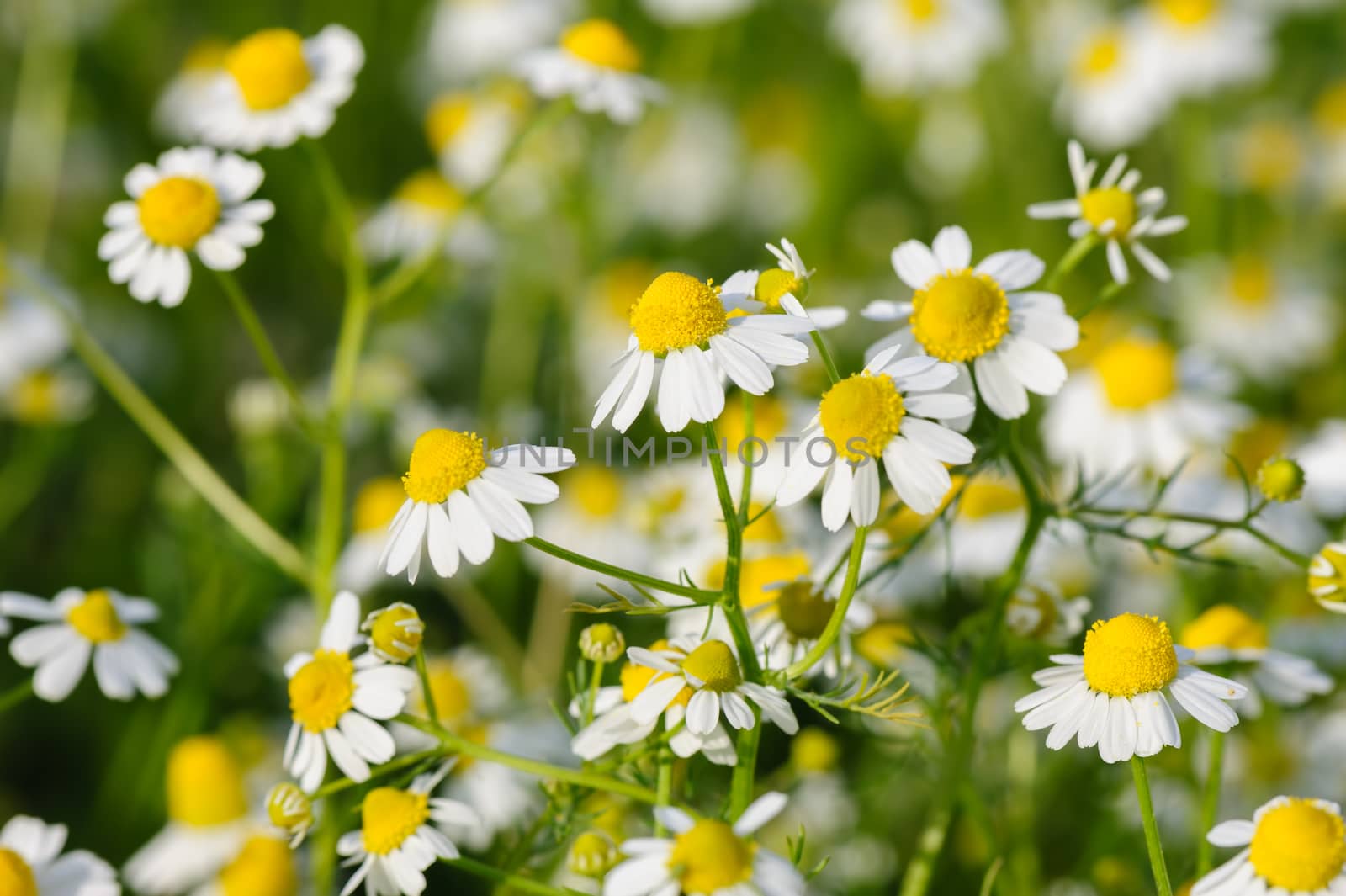 Camomille flowers grow at wild summer meadow