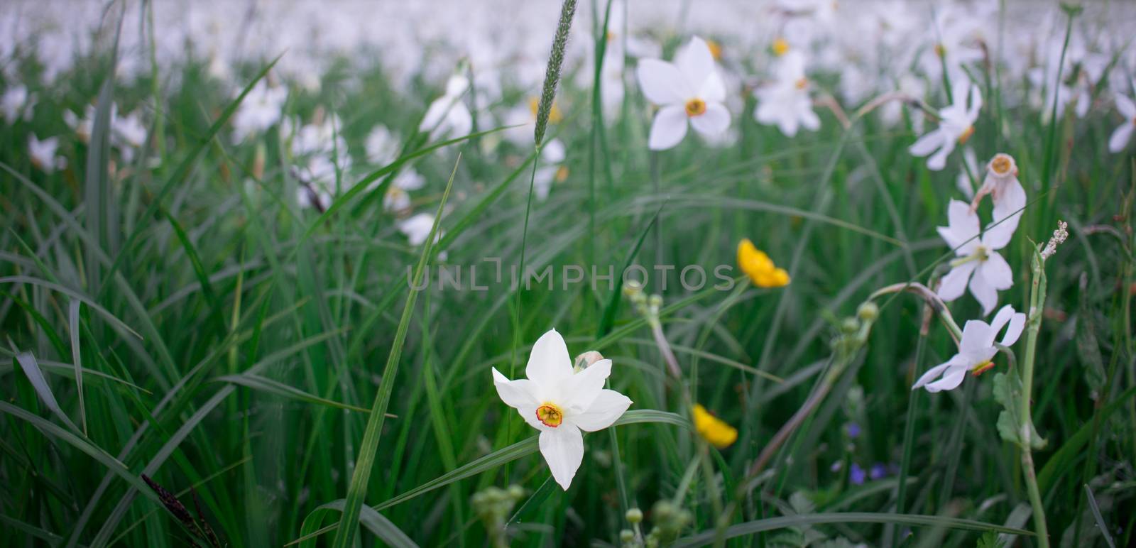 Close up of wild white narcissuses flowering on green spring meadow field in natural park