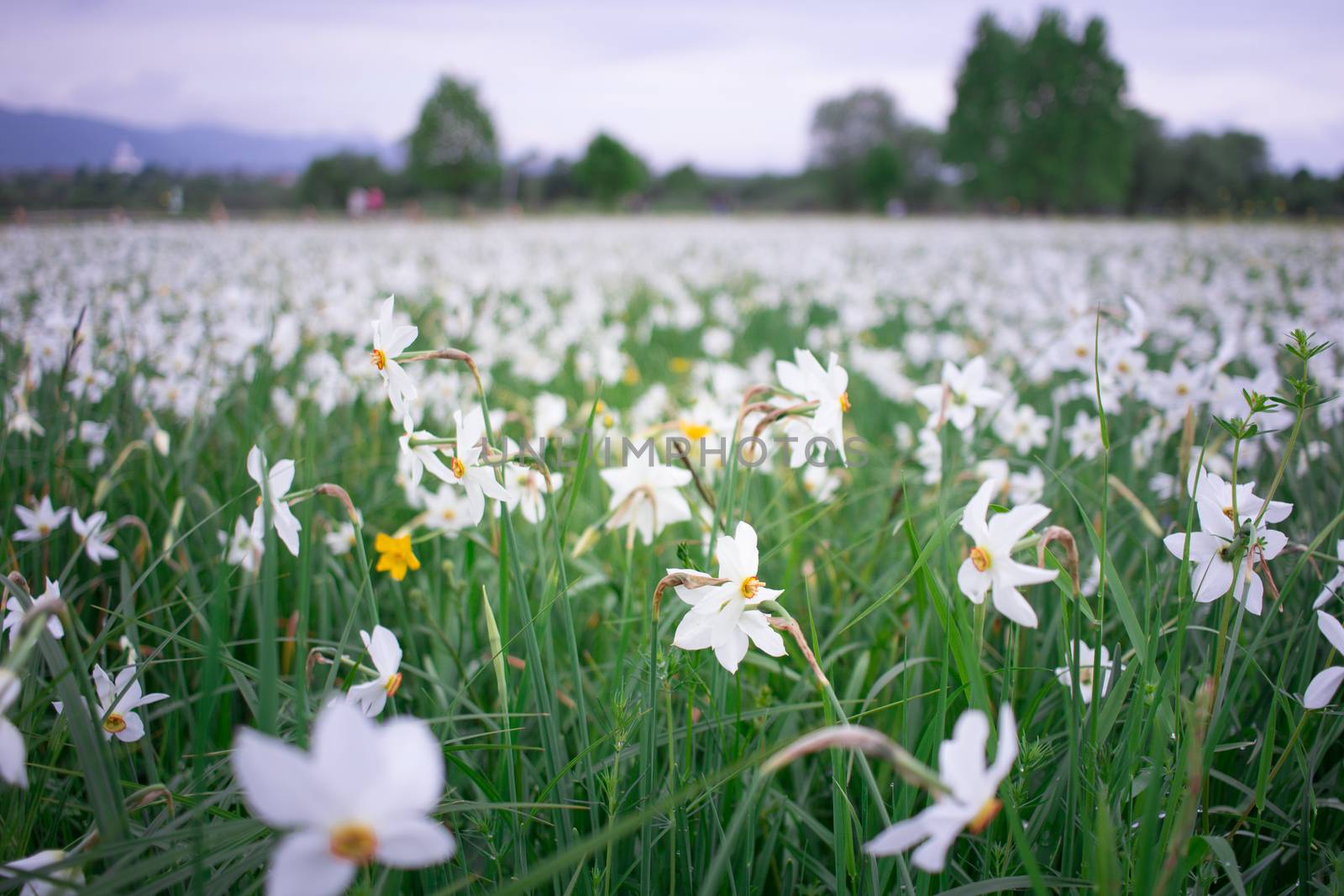 Close up of wild white narcissuses flowering on green spring meadow field in natural park