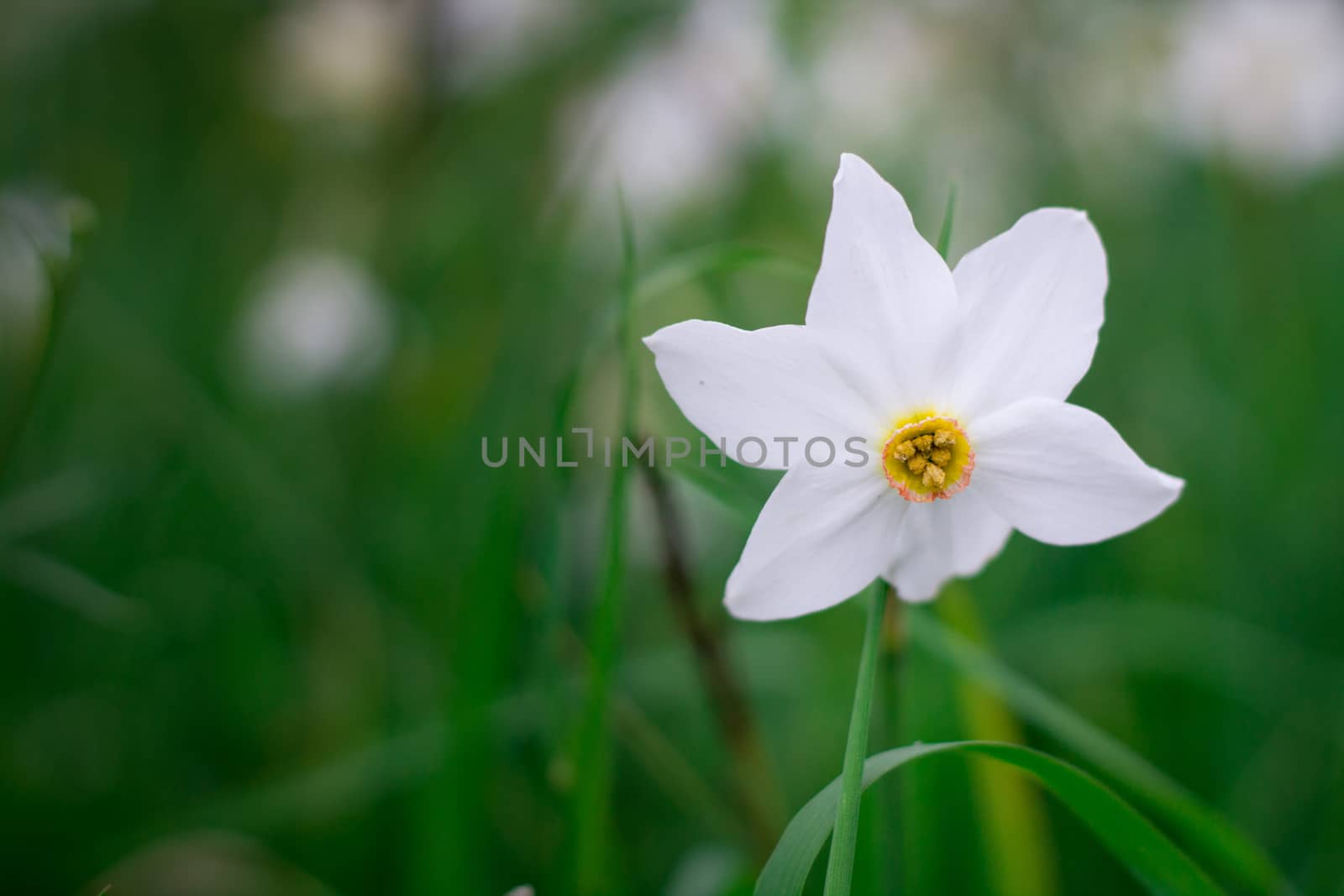 Close up of white narcissus with yellow core on green spring wild meadow