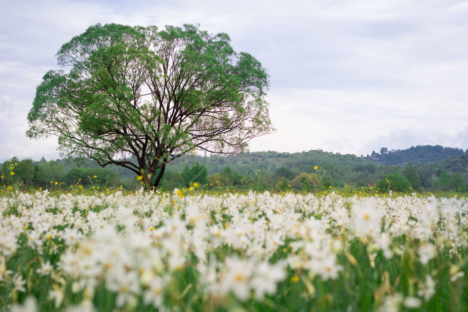 Coutryside view of flowering green spring meadow field of white narcissuses with lonely oak tree