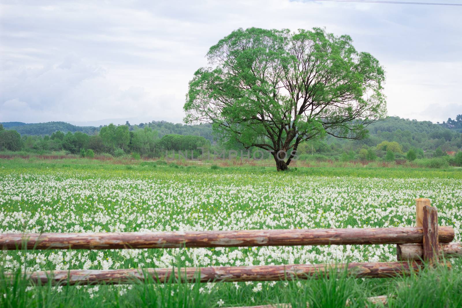 Coutryside view of flowering green spring meadow field with lonely oak tree behind wooden fence