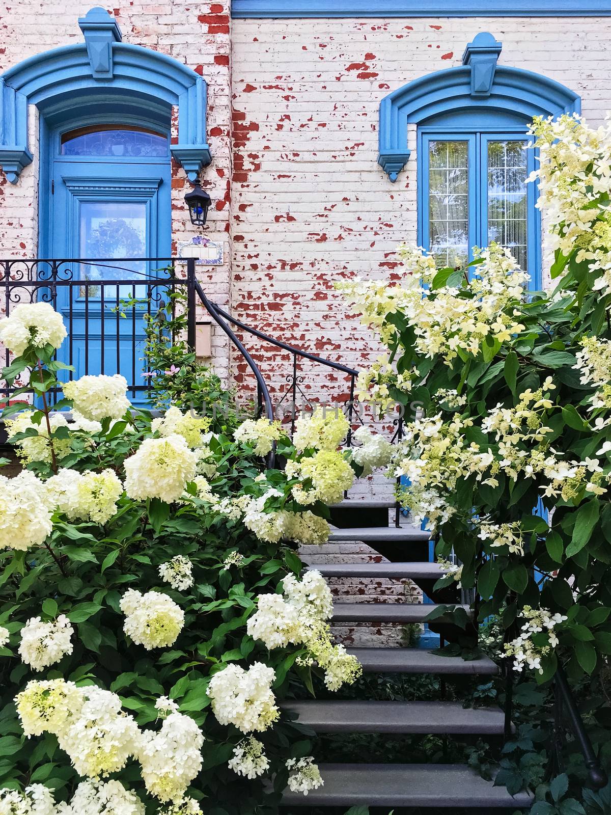 White gardenias decorating facade of a picturesque townhouse in Montreal. Quebec, Canada.