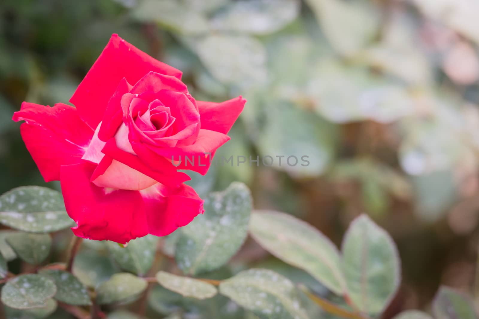 Roses in the garden  by teerawit