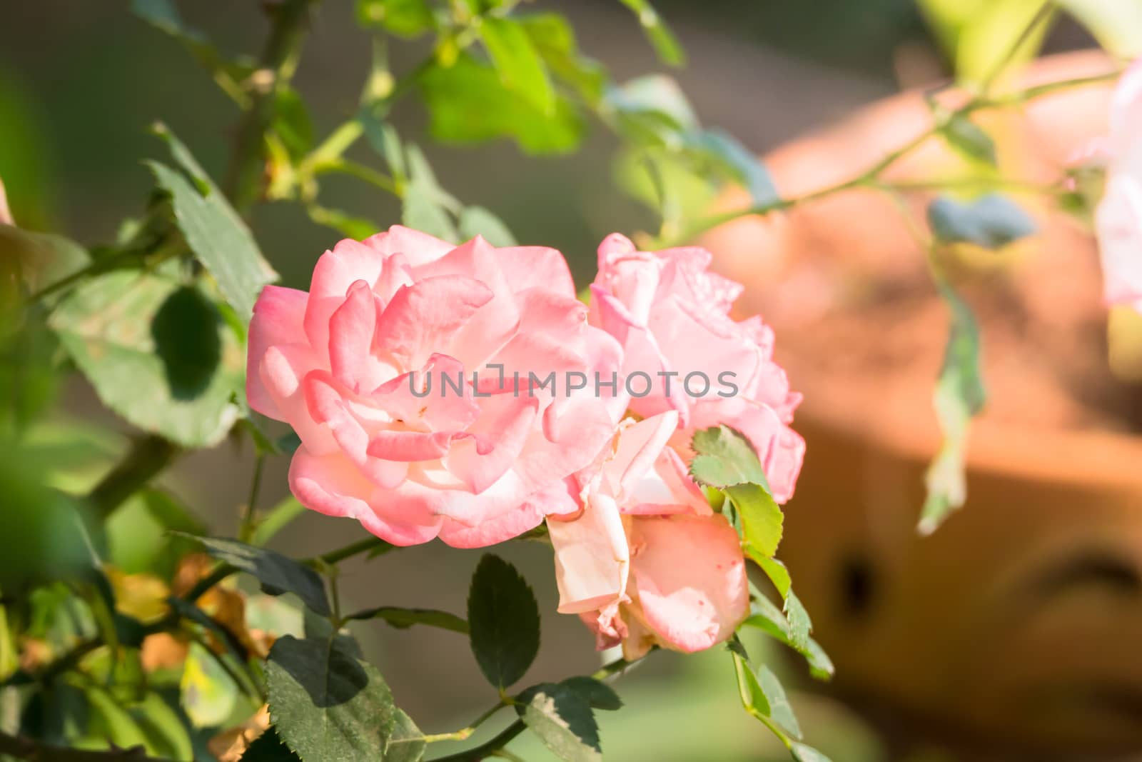 Roses in the garden, Roses are beautiful with a beautiful sunny day.