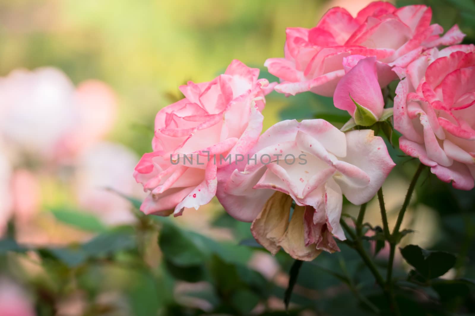 Roses in the garden, Roses are beautiful with a beautiful sunny day.