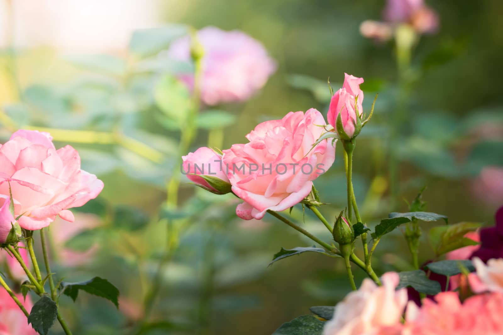 Roses in the garden, Roses are beautiful with a beautiful sunny day.