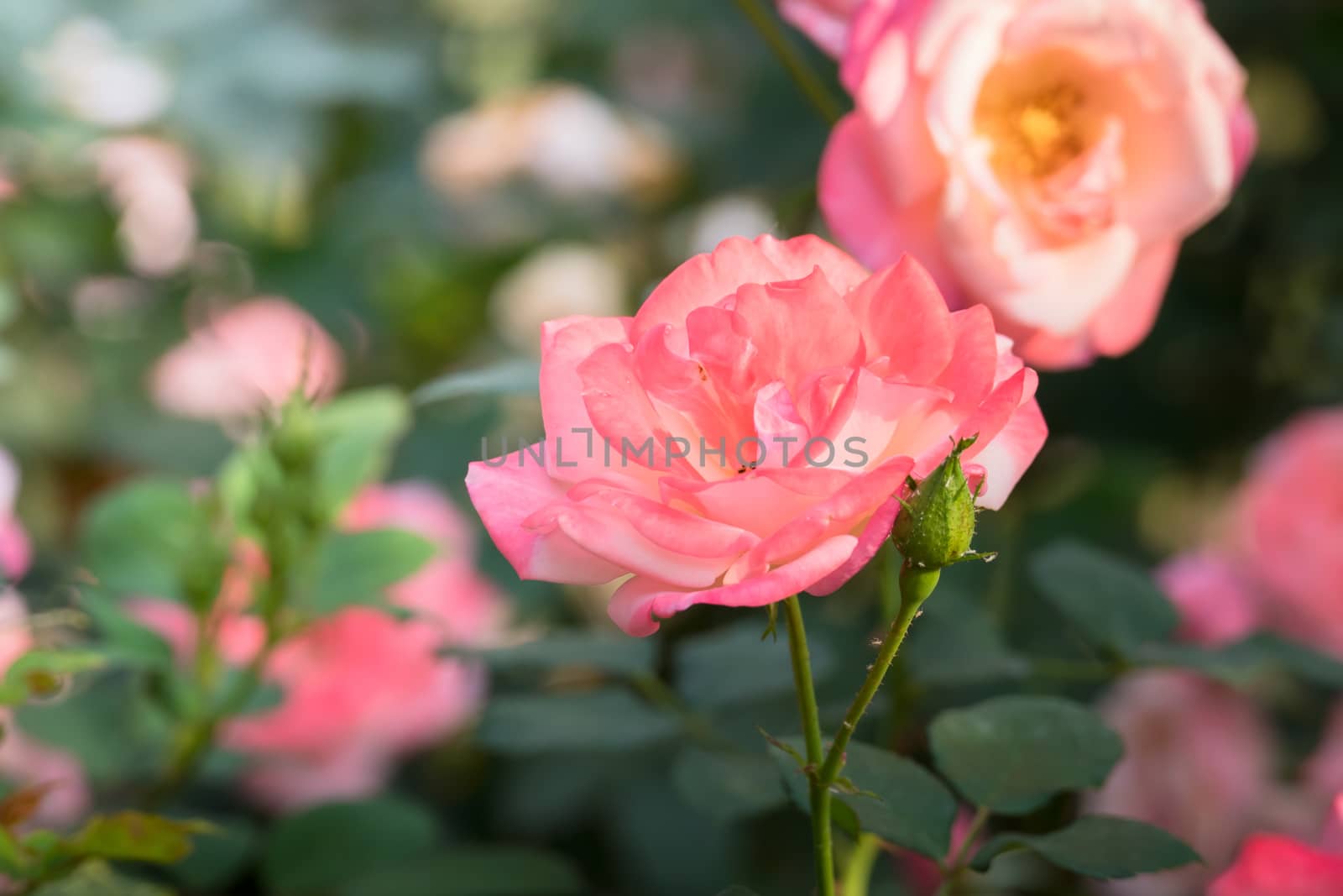 Roses in the garden, Roses are beautiful with a beautiful sunny day.