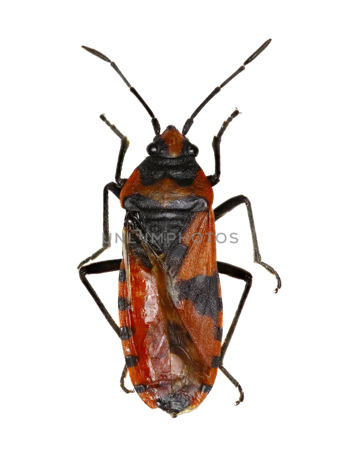 Red and Black Bug on white Background  -  Lygaeus equestris (Linnaeus, 1758)