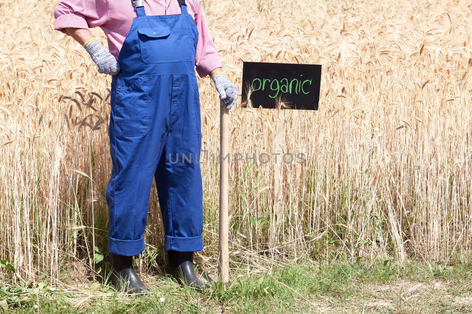 Organic wheat field by wellphoto
