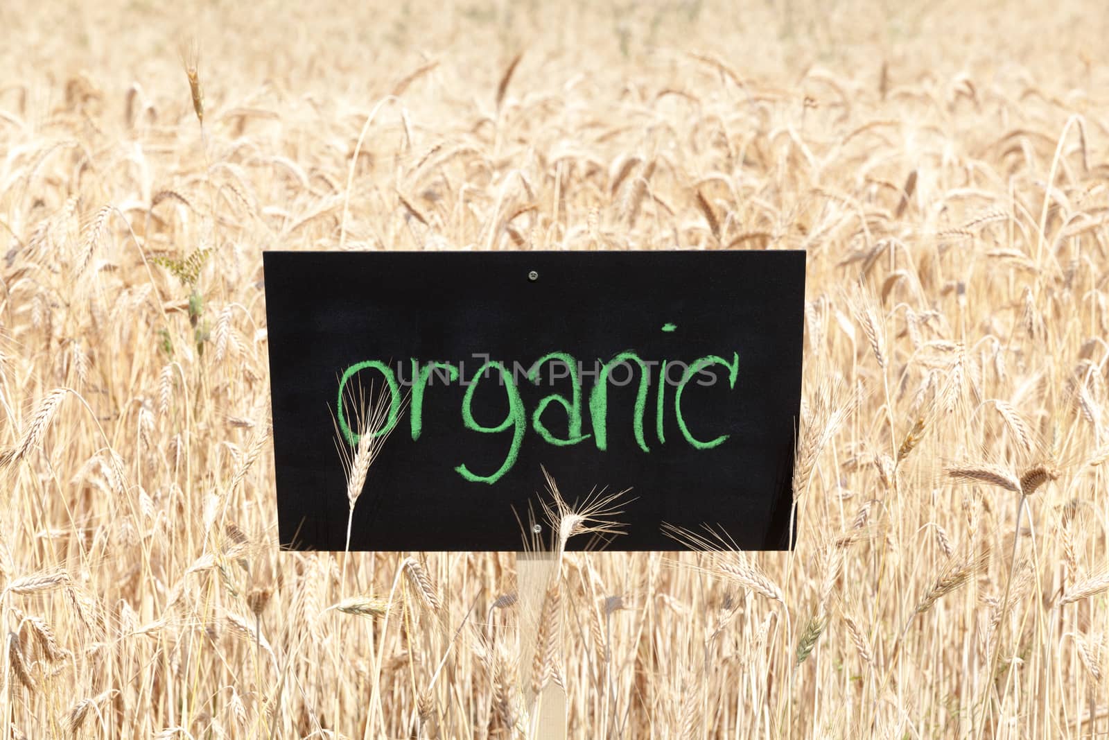 Wheat field with word organic written on blackboard