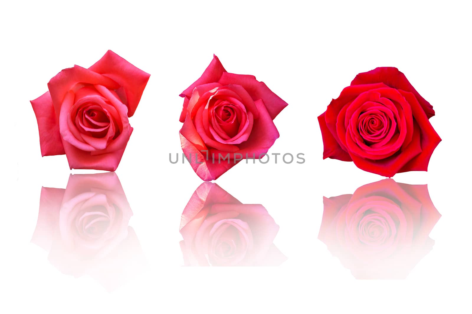 Beautiful Red Rose Flower On White Background, Flower For Lover  by rakoptonLPN