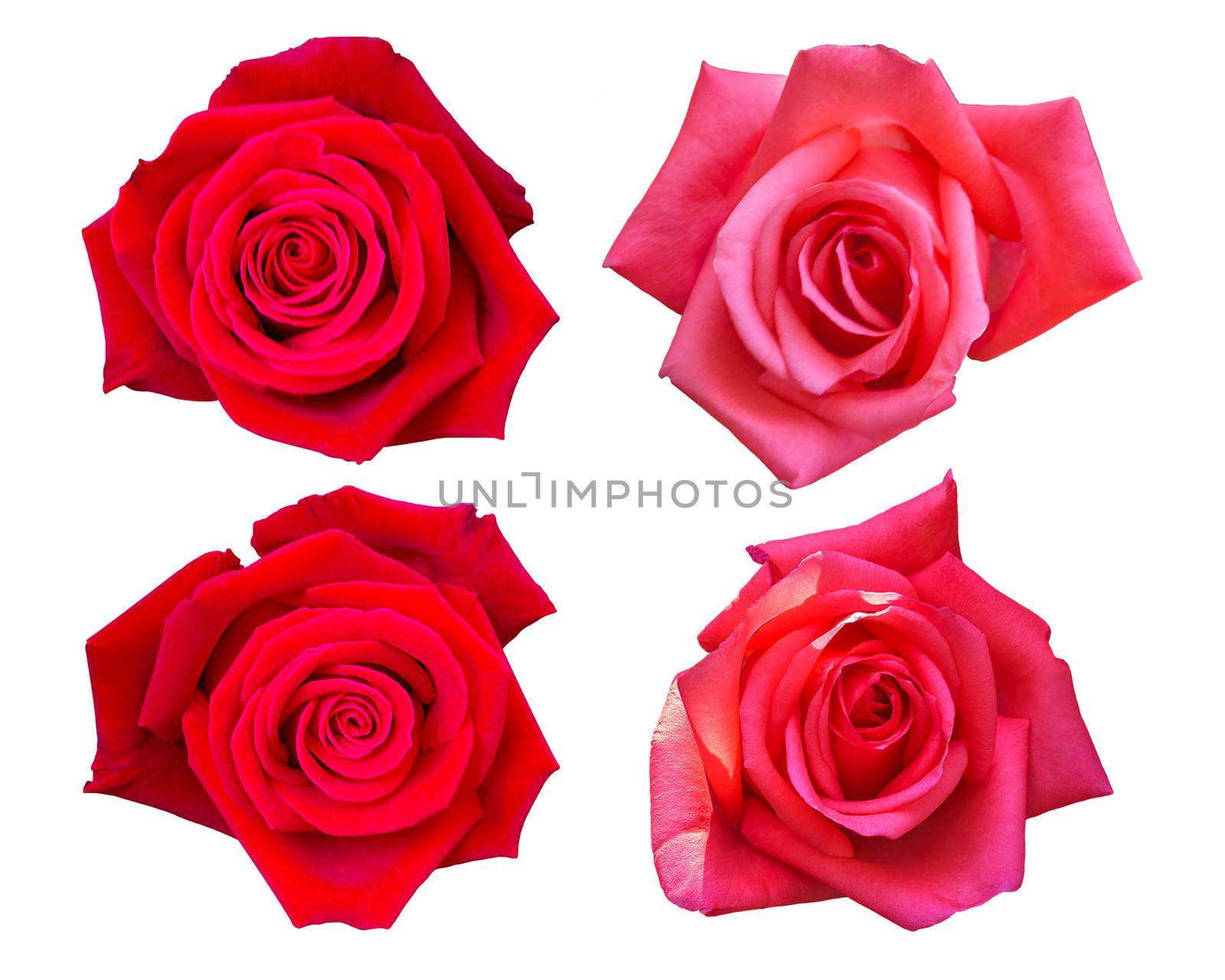 Beautiful Red Rose Flower Isolated On White Background, Flower For Lover And Wedding