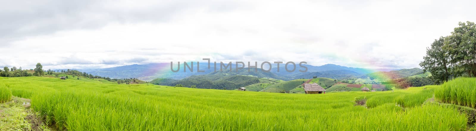 Beautiful Green Rice Field With Blue Sky And Rainbow In The Mountain Background.