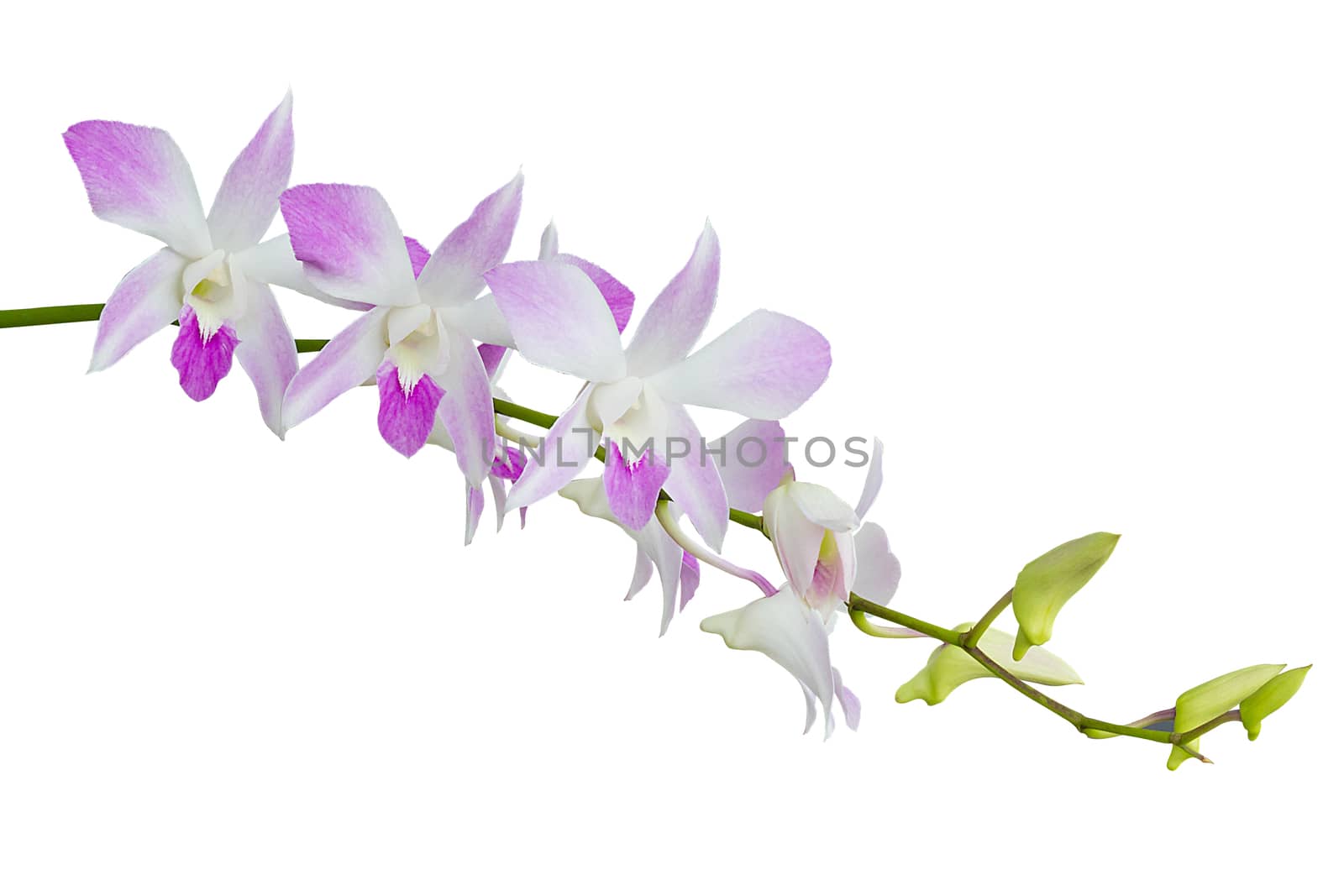 Overview Set Of White And Pink Orchid Flowers Isolated On White  by rakoptonLPN