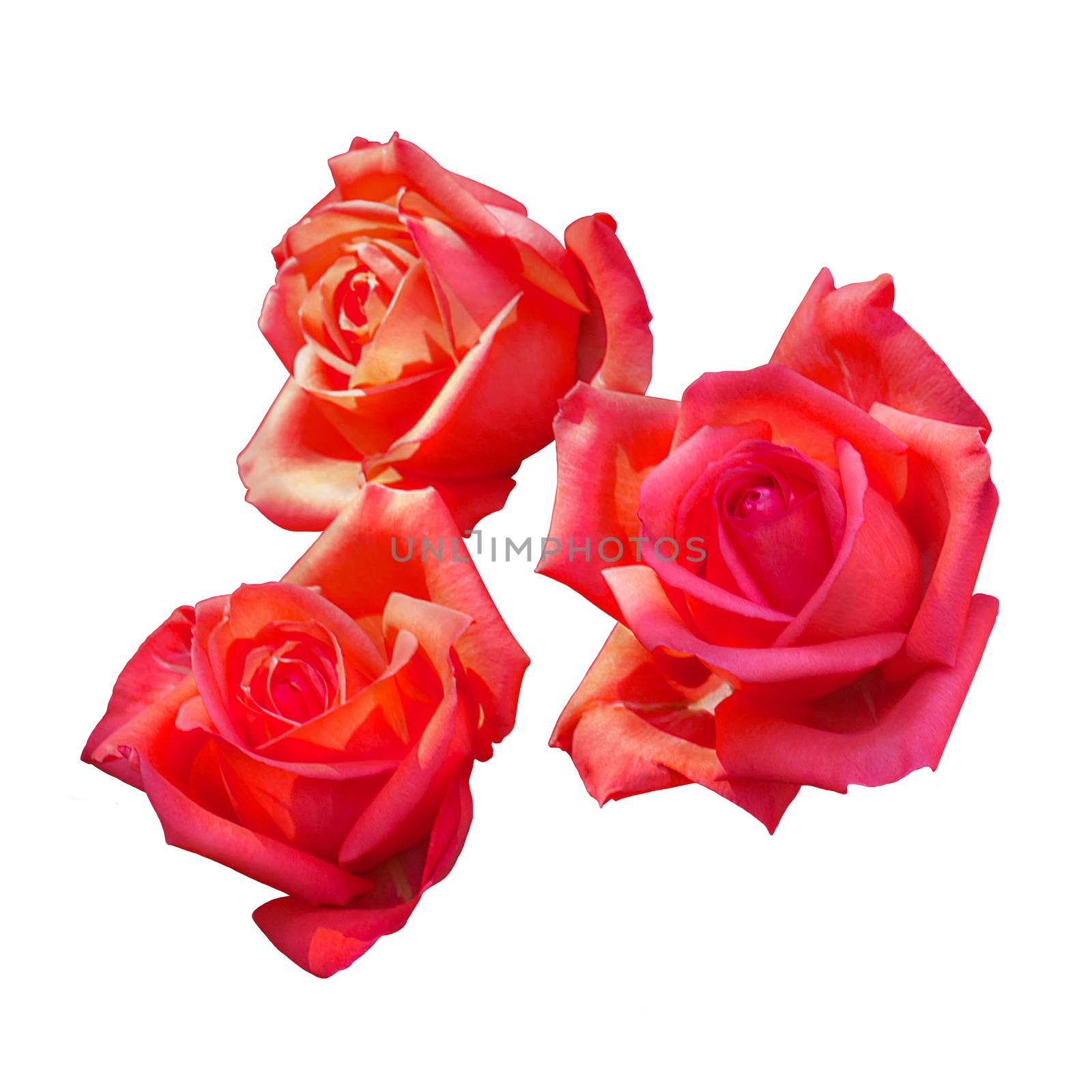 Beautiful Red Rose Flower Isolated On White Background, Flower For Lover And Wedding