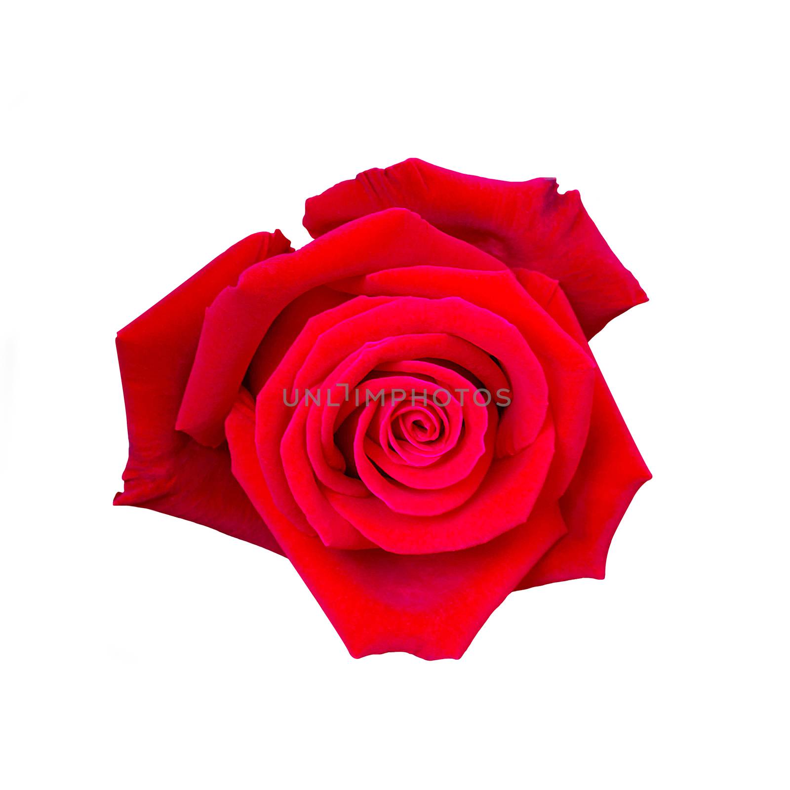 Beautiful Red Rose Flower Isolated On White Background, Flower F by rakoptonLPN