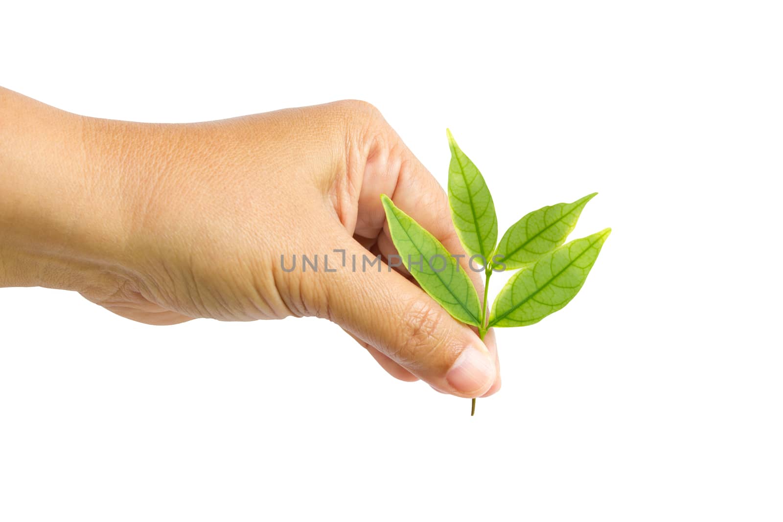 Female Hand Pick Up The Leaf Isolated On White Background by rakoptonLPN