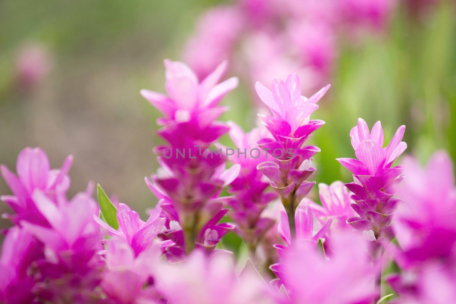 Curcuma Zanthorrhiza (Siam Tulip Curcuma Alismatifolia) Flower In The Nature With Soft Light.