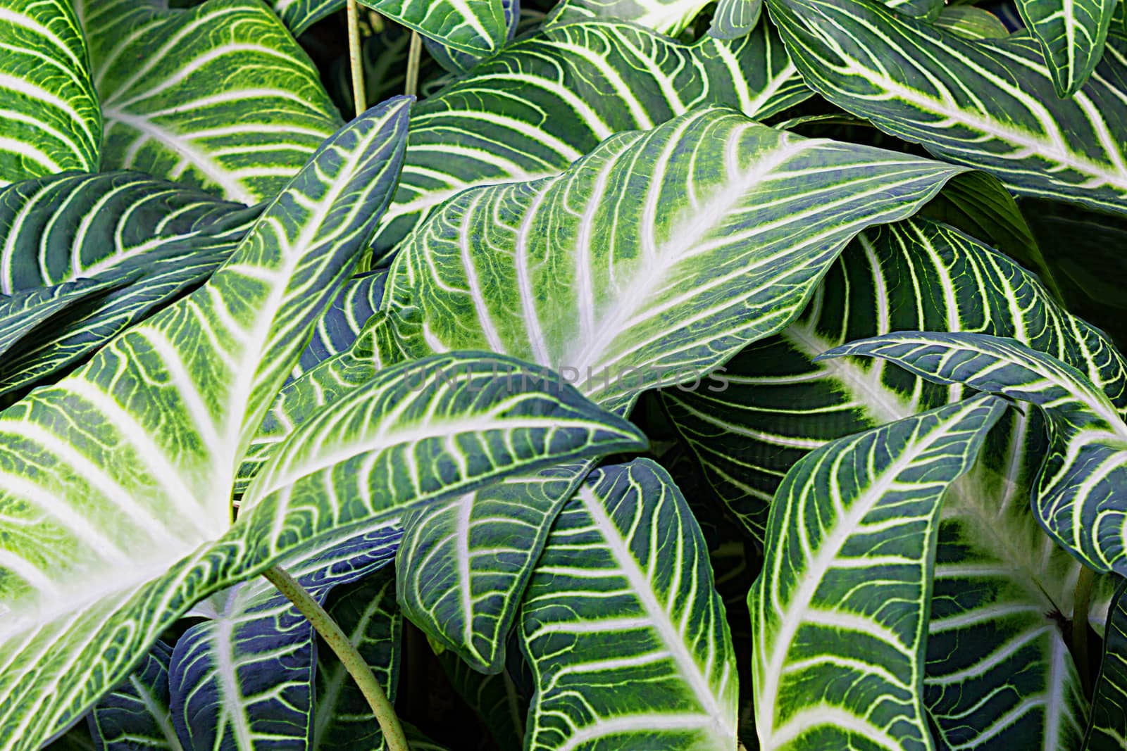 Green Leaves Of Xanthsoma Plant Growing In Wild, Tropical Forest by rakoptonLPN