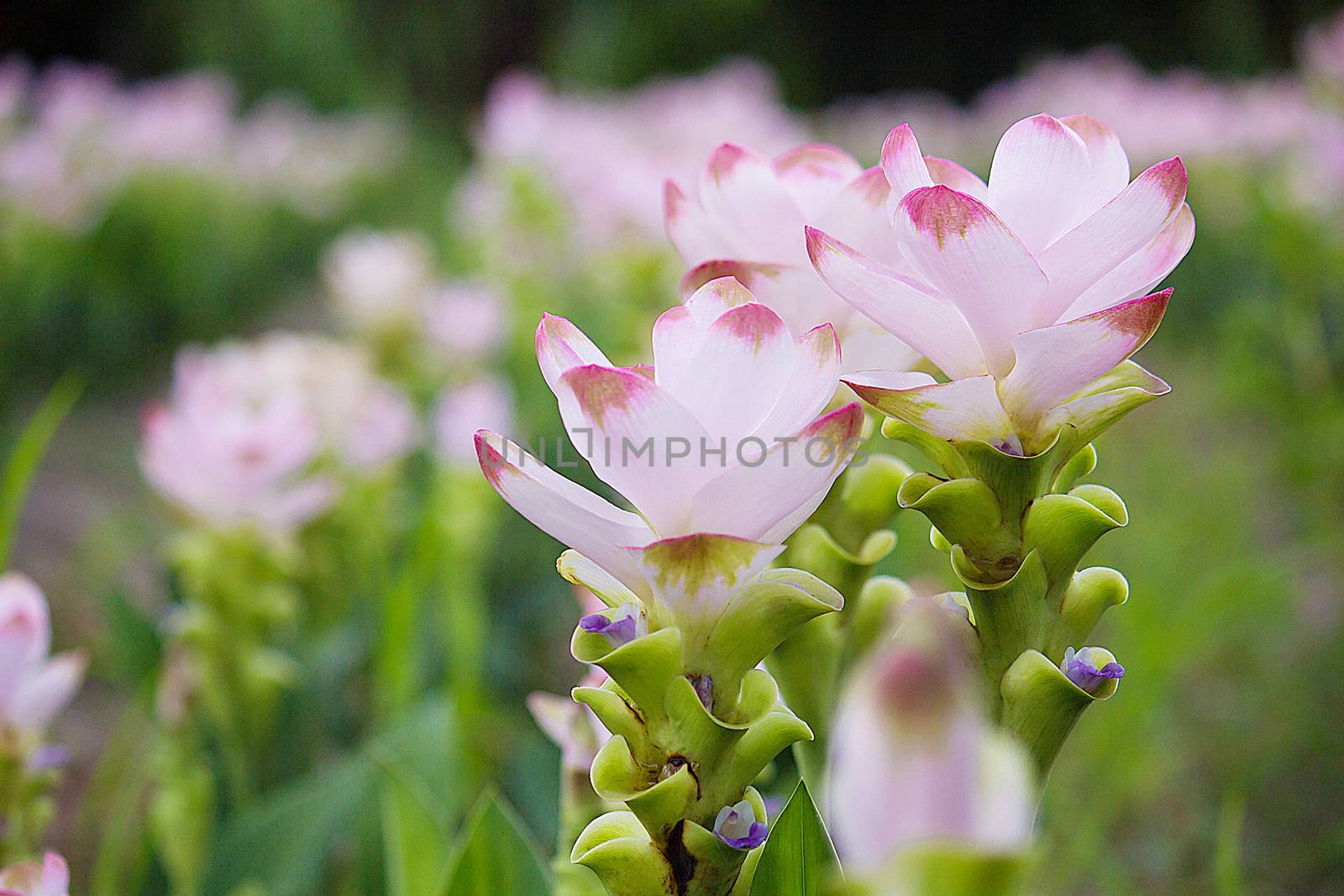 Curcuma Zanthorrhiza (Siam Tulip Curcuma Alismatifolia) Flower In The Nature With Soft Light.