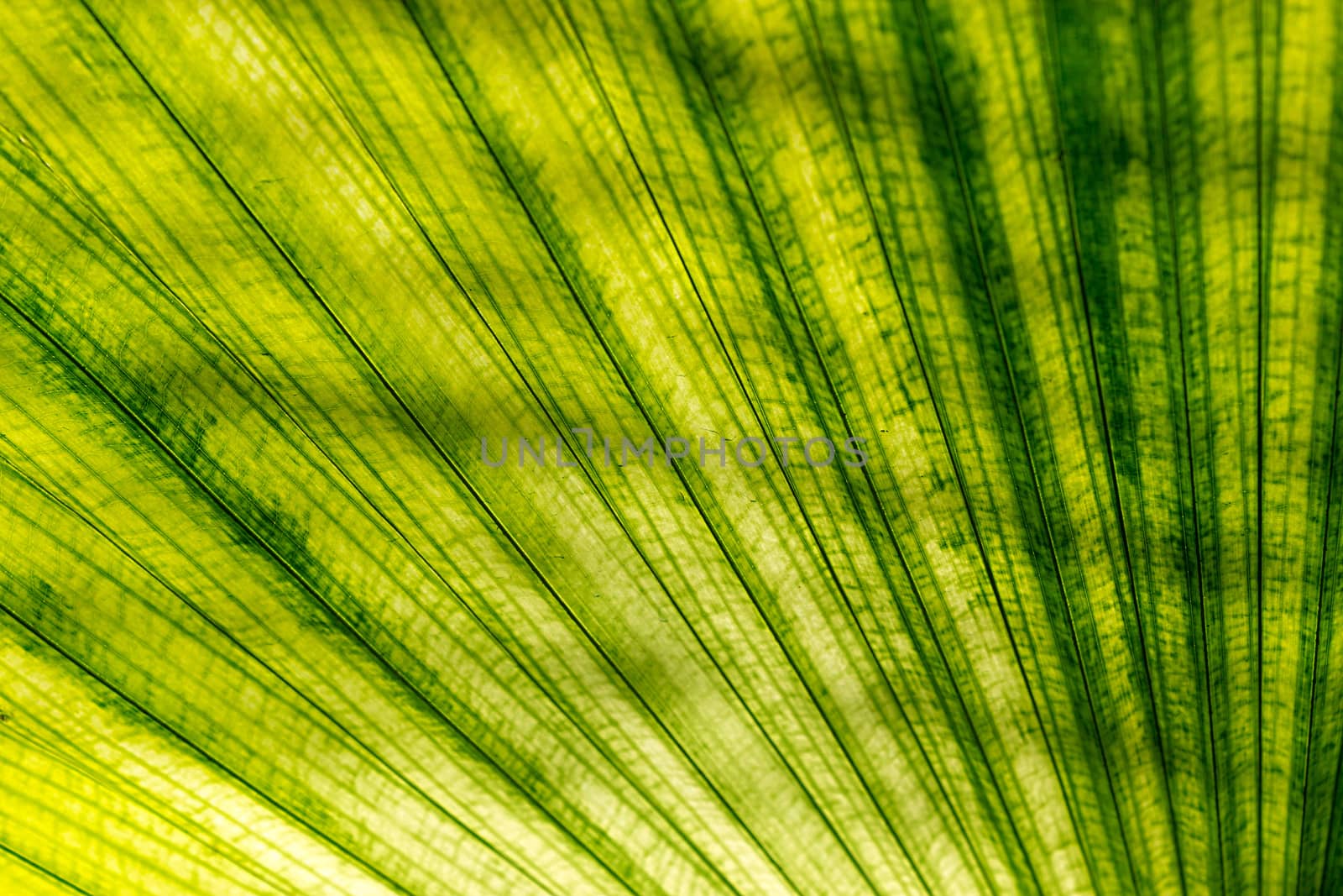 Texture Green Palm Leaf And Shadow, Abstract Background by rakoptonLPN