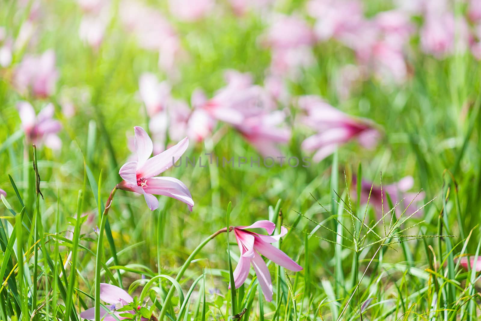 Beautiful Rain Lily Flower, Zephyranthes Lily Fairy Lily Little Witches. (Zephyranthas sp.)