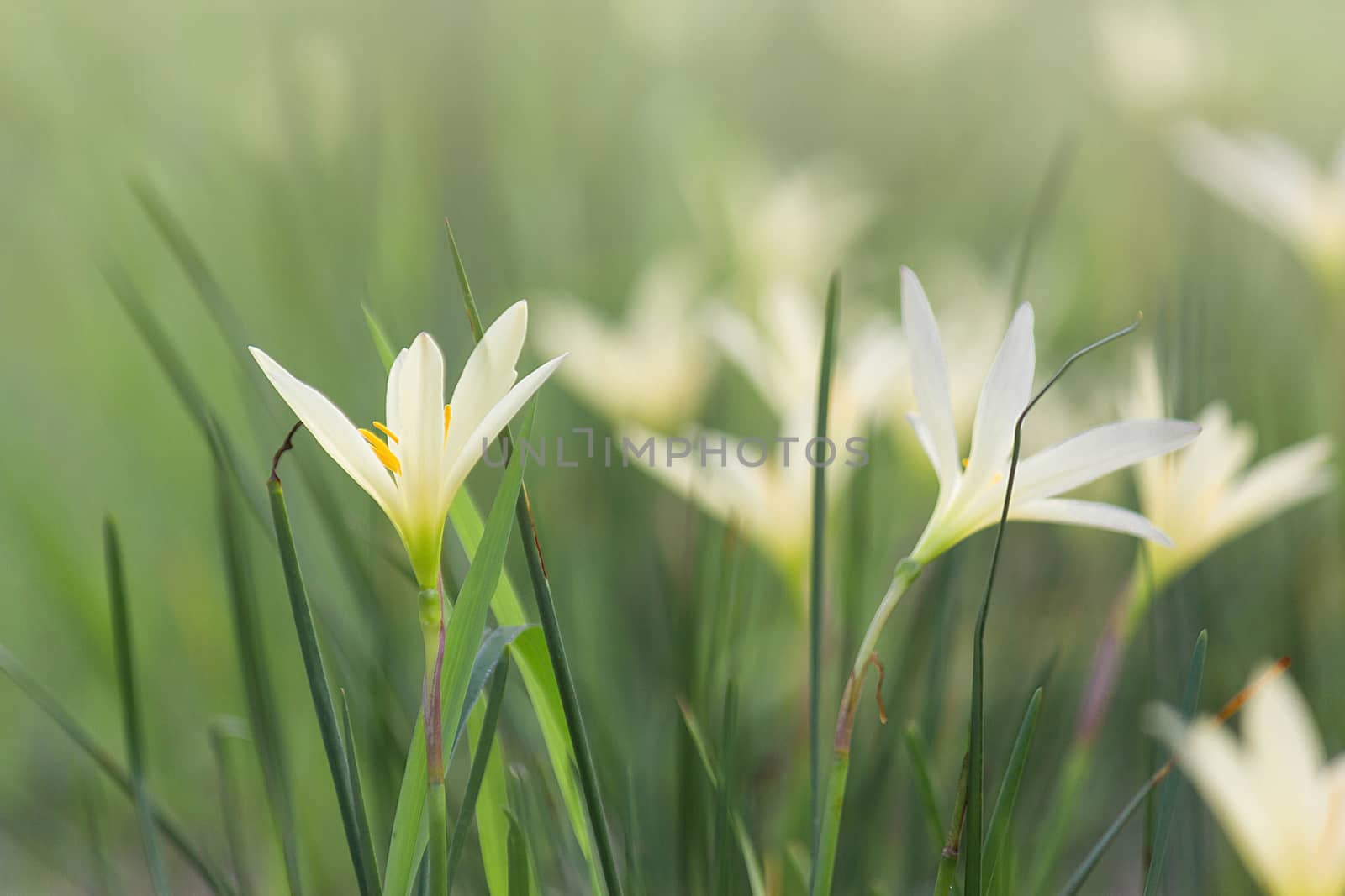 Beautiful Rain Lily Flower, Zephyranthes Lily Fairy Lily Little  by rakoptonLPN