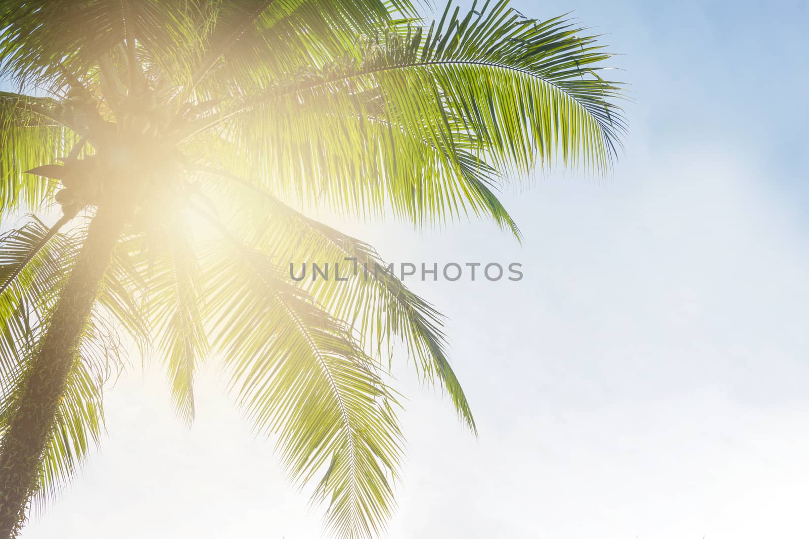 Coconut palm tree on sky background, Low Angle View. 