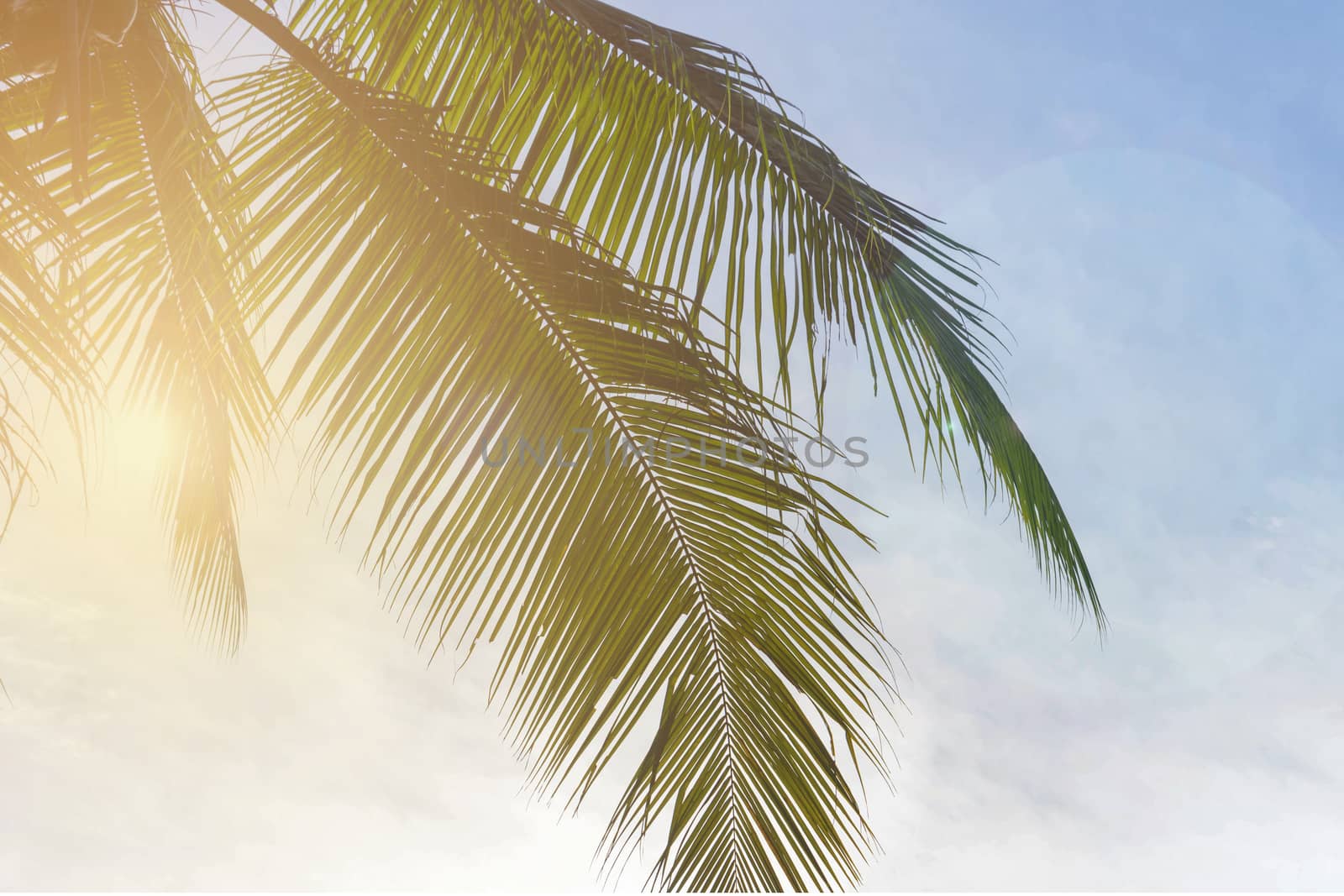 Coconut palm tree on sky background with soft light, Low Angle V by rakoptonLPN