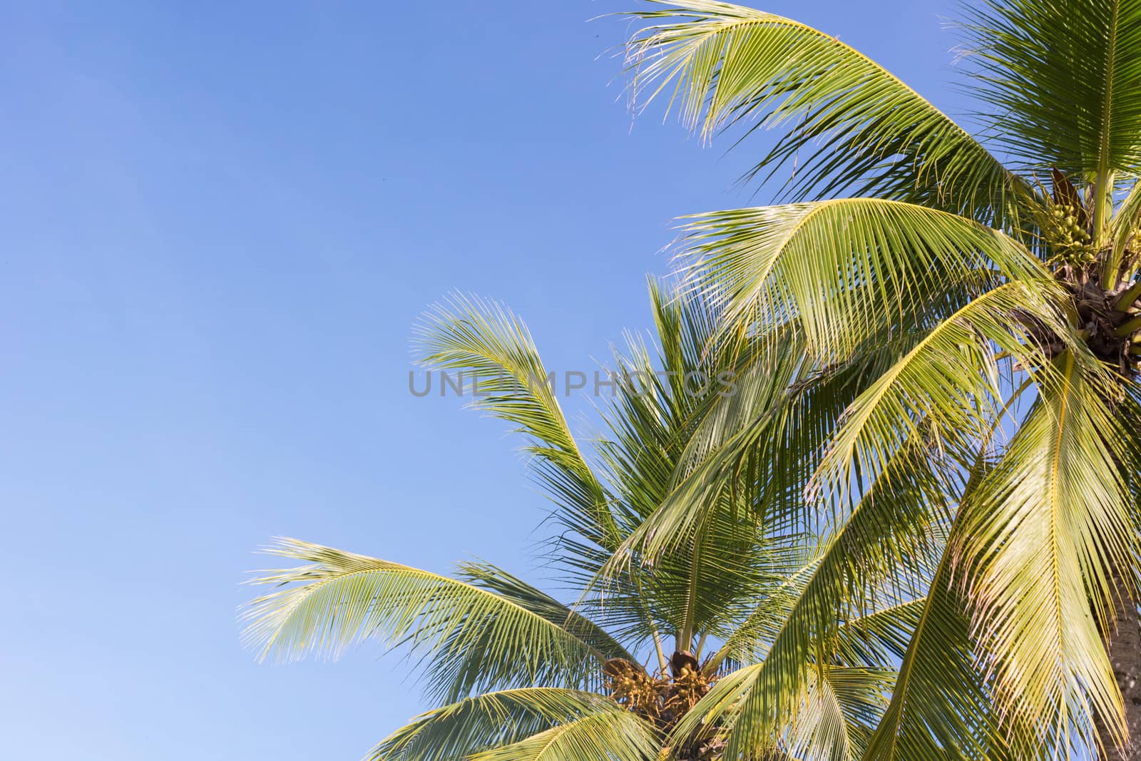 Coconut palm tree on sky background, Low Angle View.  by rakoptonLPN