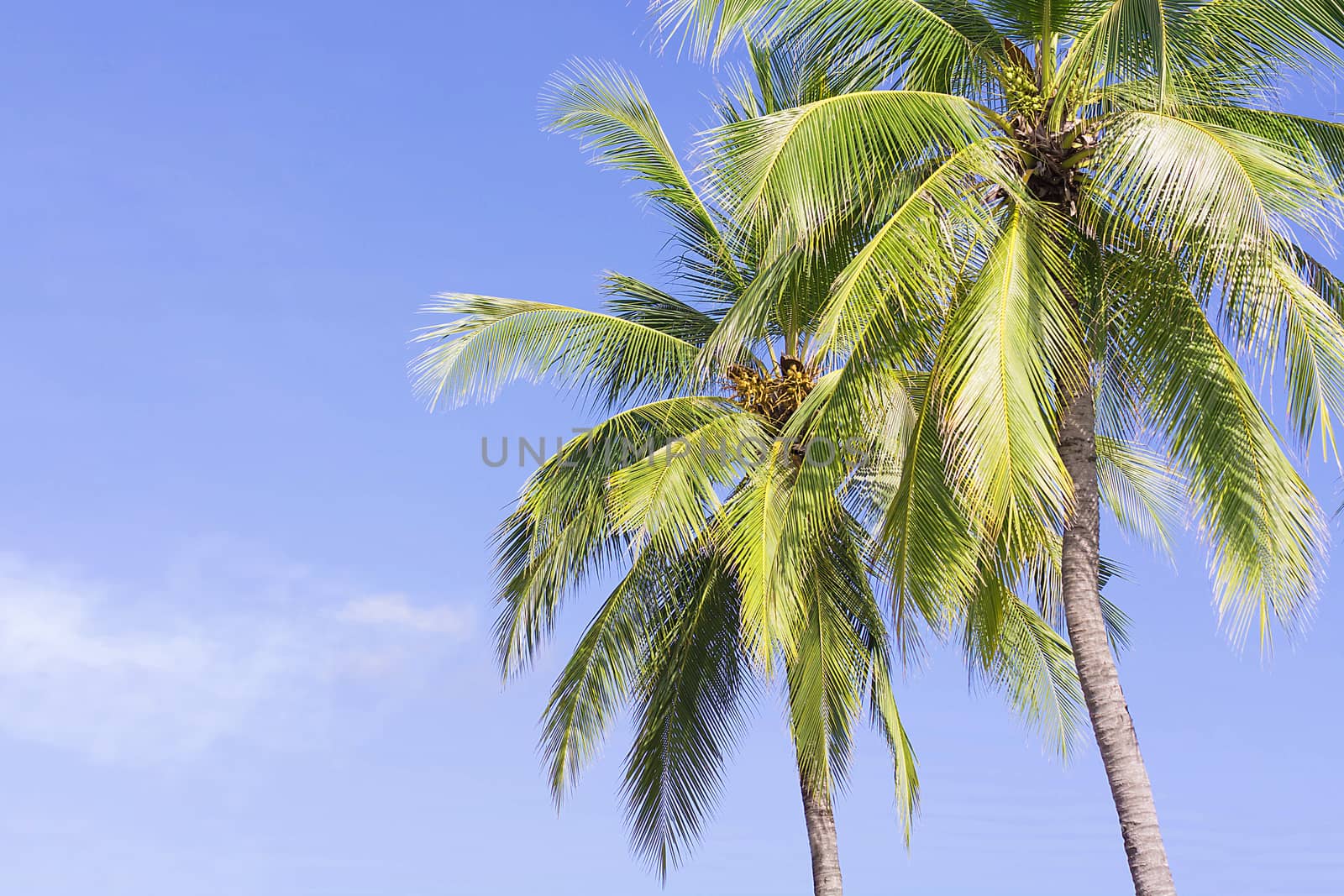 Coconut palm tree on sky background, Low Angle View. 