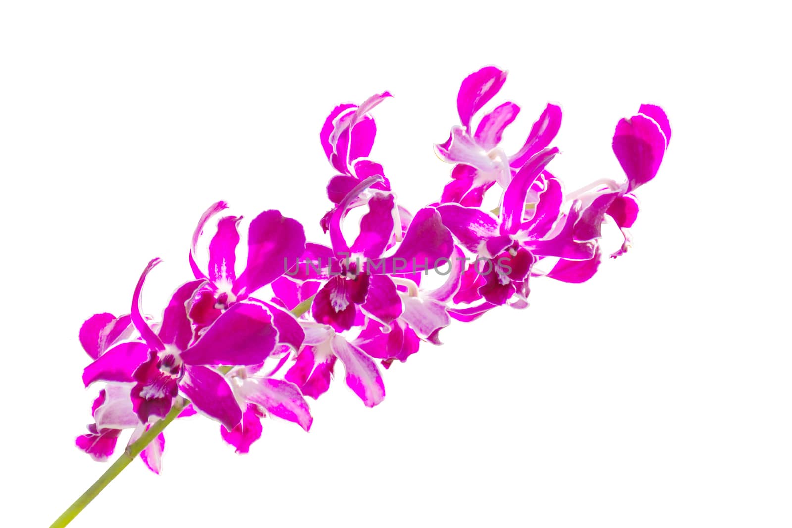 Image Of Pink Orchid Flowers Isolated On White Background by rakoptonLPN