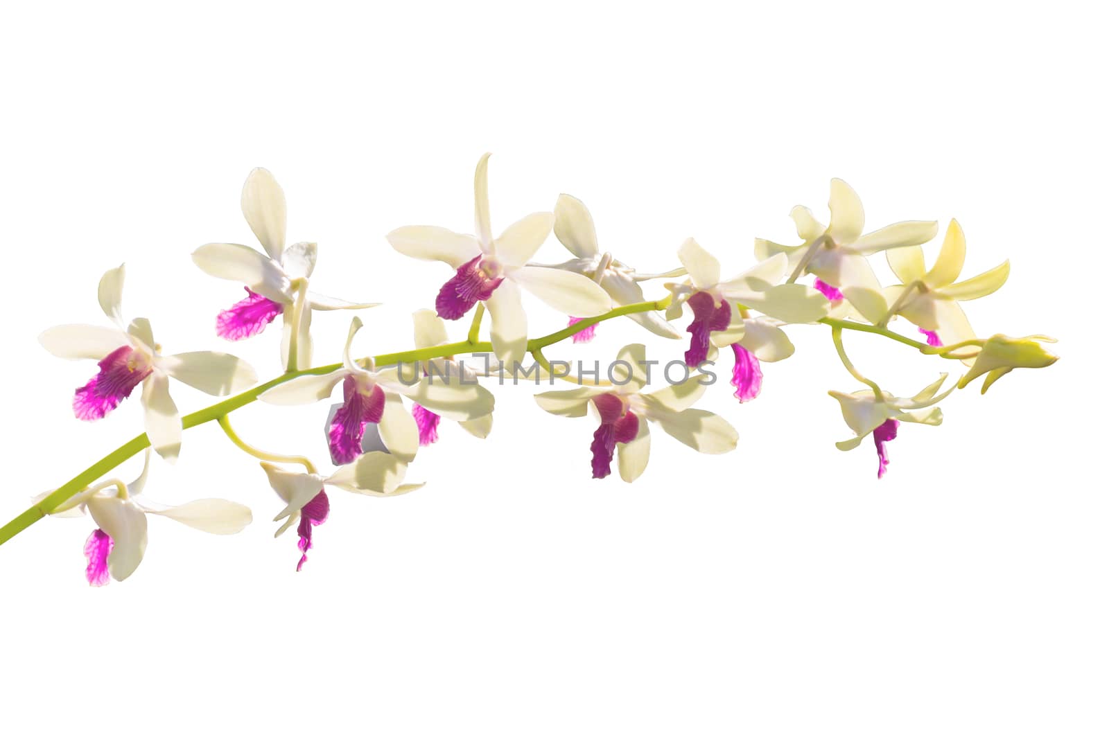 Image Of White And Pink Orchid Flowers Isolated On White Background