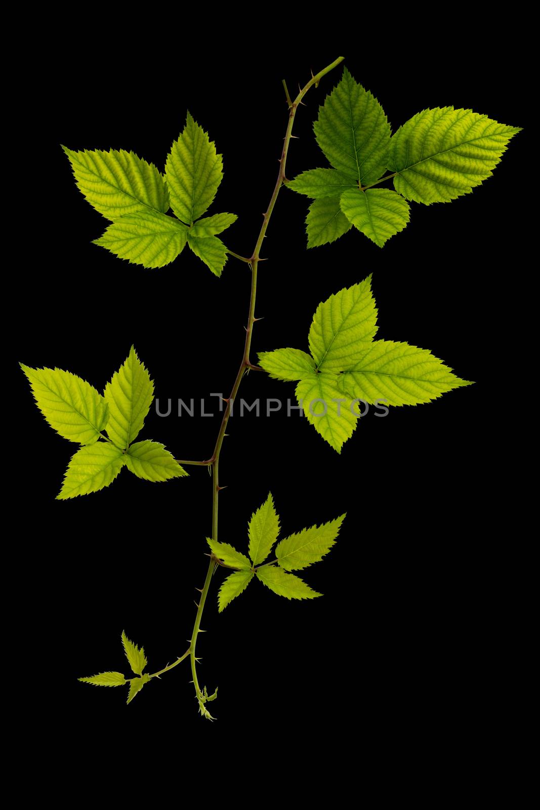 Blackberry fresh leaf isolated on black blackground by rakoptonLPN