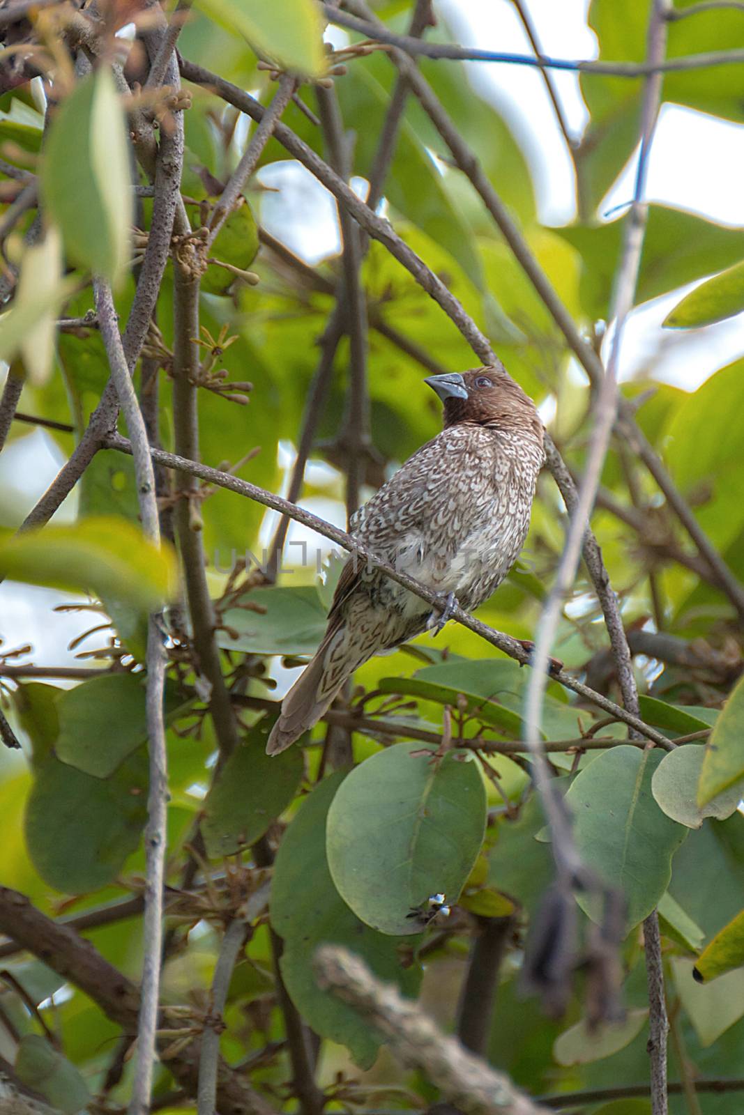 Bird On Branches Of Trees, Species (Scaly-breasted Munia; Lonchu by rakoptonLPN