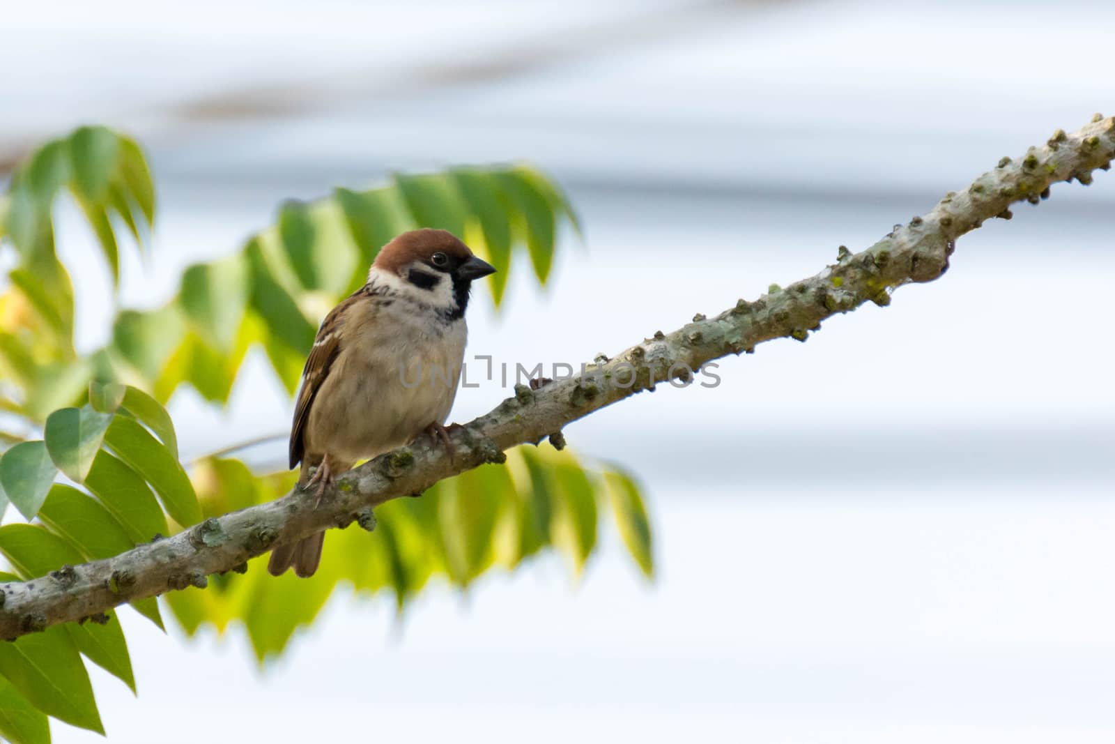 Bird Sparrow On Branches Of Bushes, Common Sparrow On The Branch by rakoptonLPN