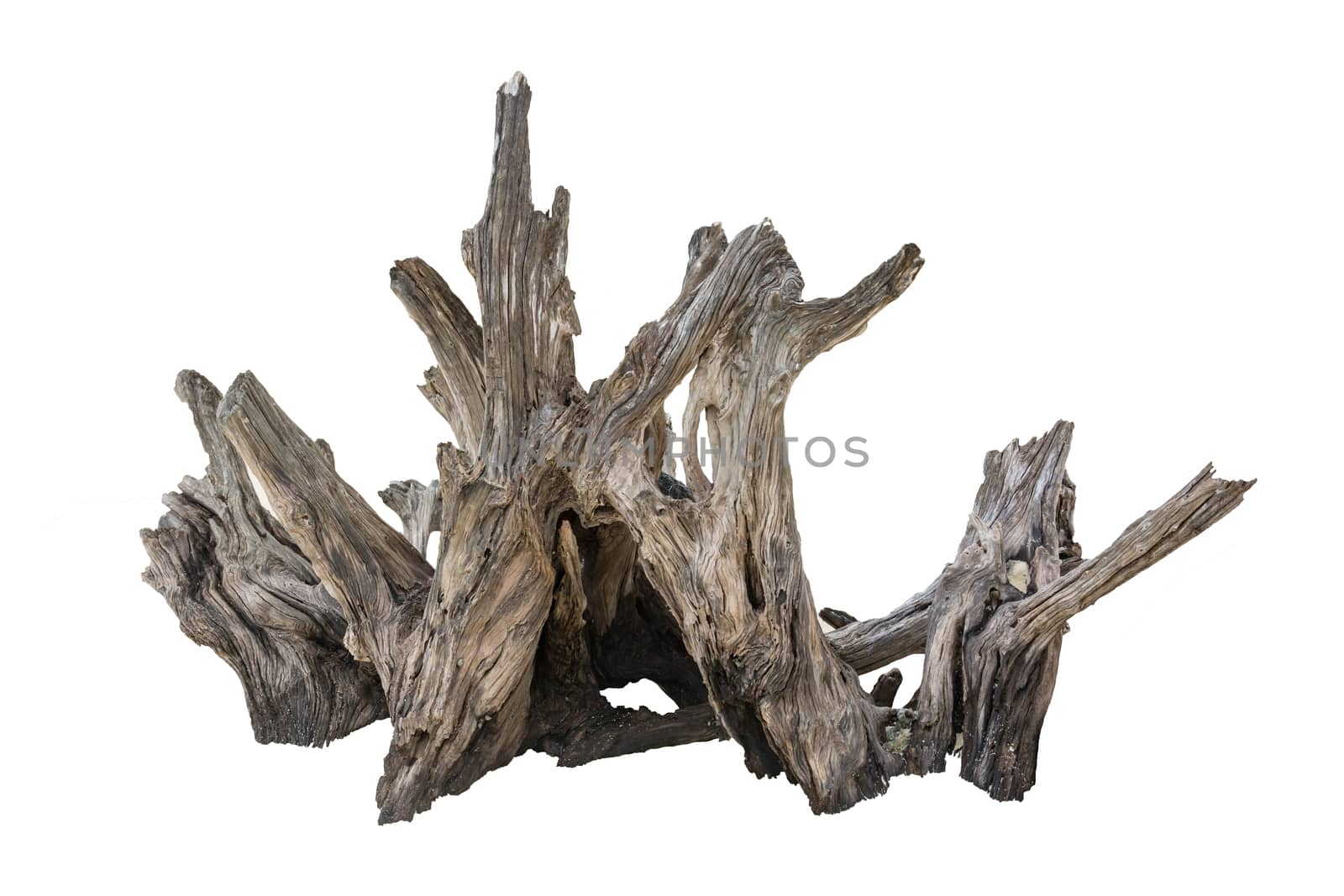 Rotten Dead Tree Trunk, Old Wooden Decay Isolated On White Backg by rakoptonLPN