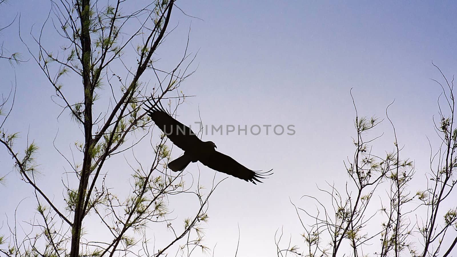 Crow Flying Amongst Bare Tree Branches In Time Sunset by rakoptonLPN