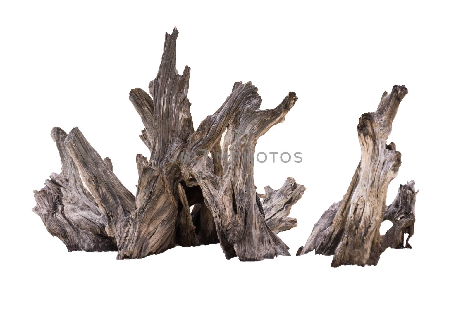 Rotten Dead Tree Trunk, Old Wooden Decay Isolated On White Backg by rakoptonLPN