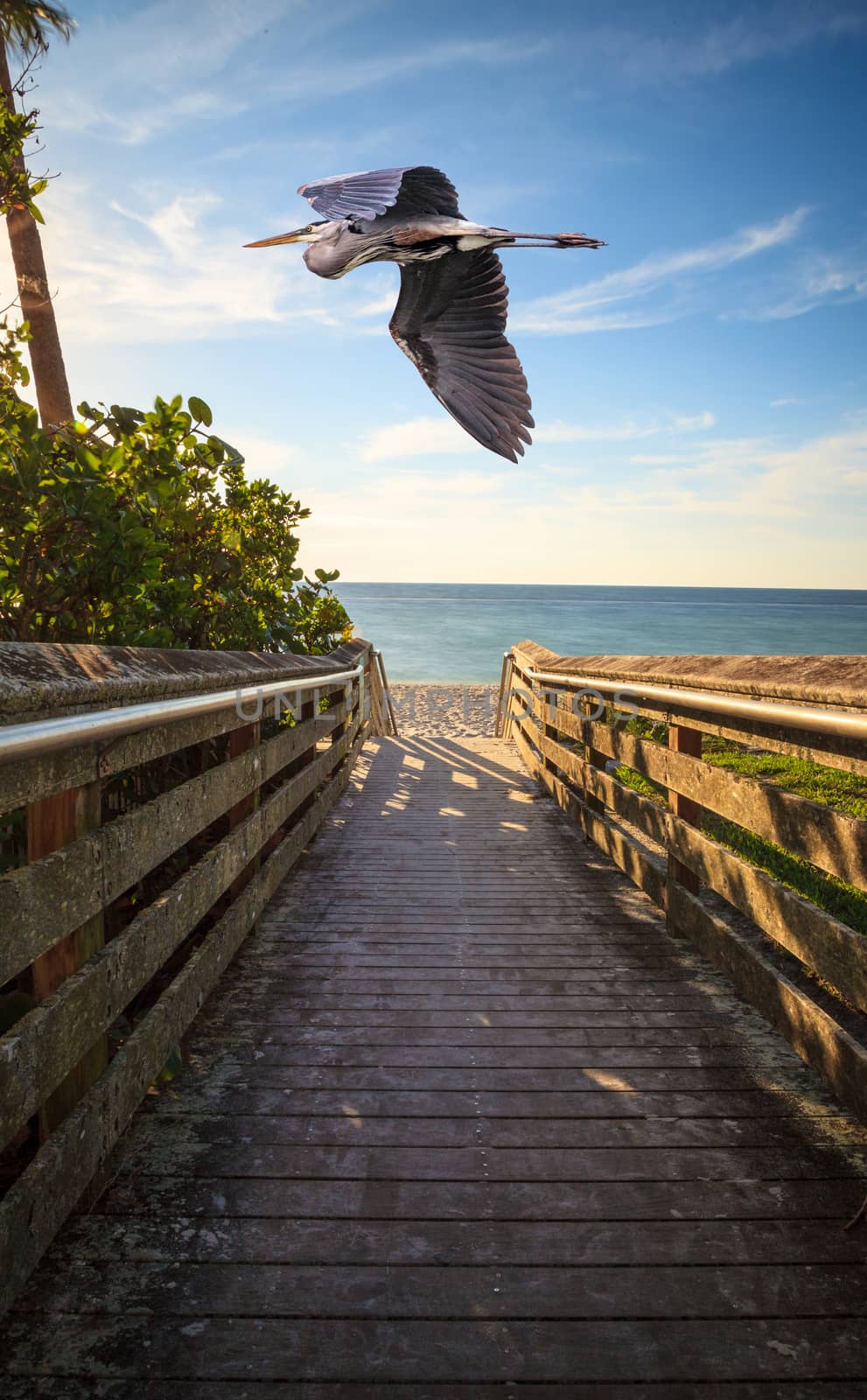 Great blue heron over a Boardwalk leading down to Vanderbilt Bea by steffstarr