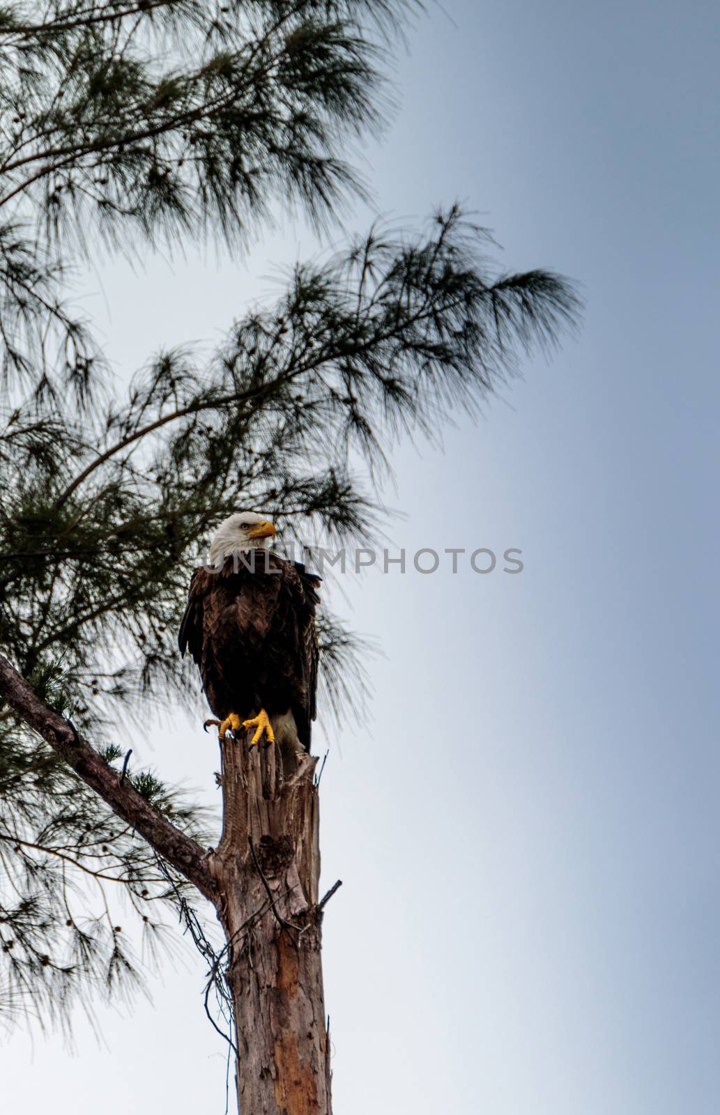 Adult bald eagle Haliaeetus leucocephalus by steffstarr