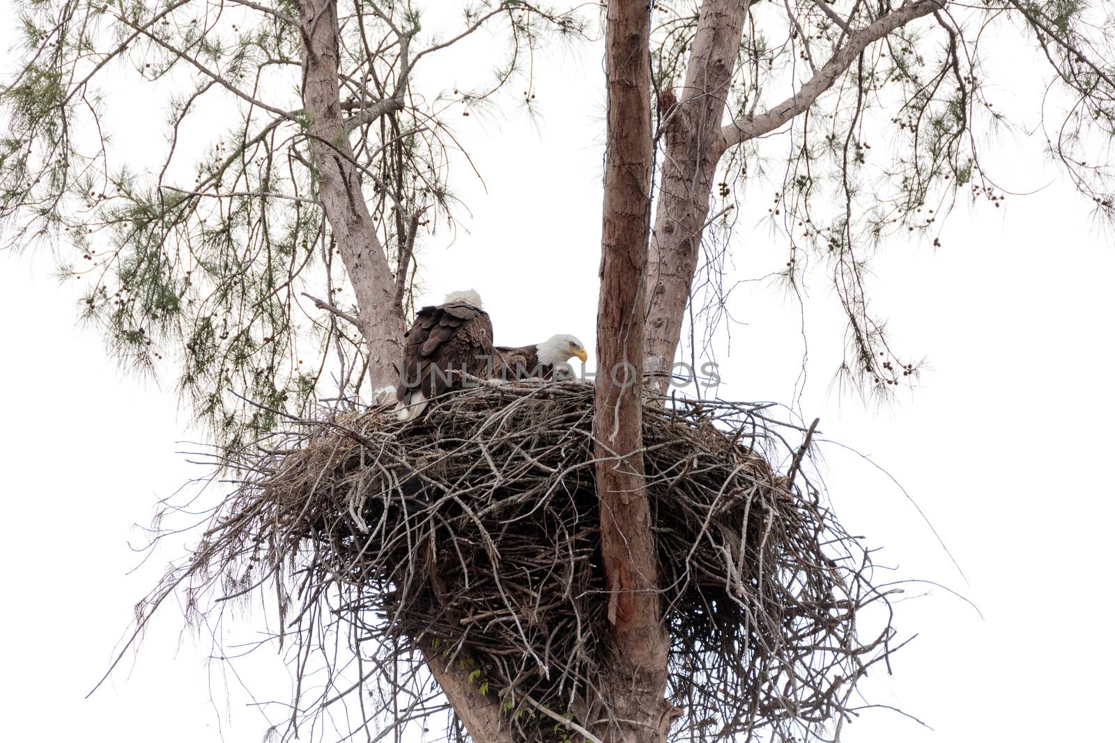 Family of two bald eagle Haliaeetus leucocephalus parents with their nest of chicks on Marco Island, Florida in the winter.