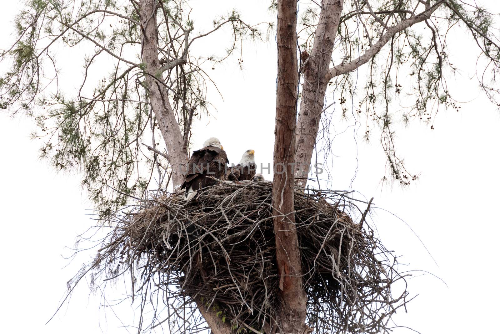 Family of two bald eagle Haliaeetus leucocephalus parents with t by steffstarr