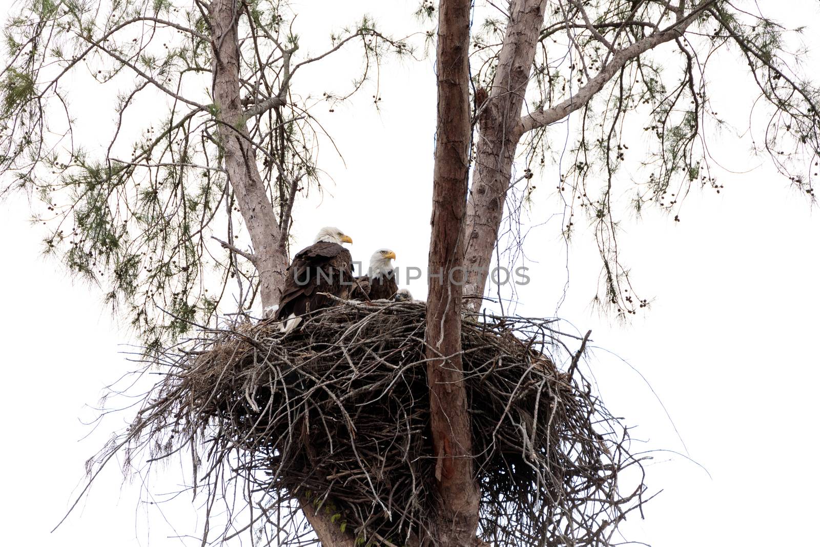Family of two bald eagle Haliaeetus leucocephalus parents with their nest of chicks on Marco Island, Florida in the winter.