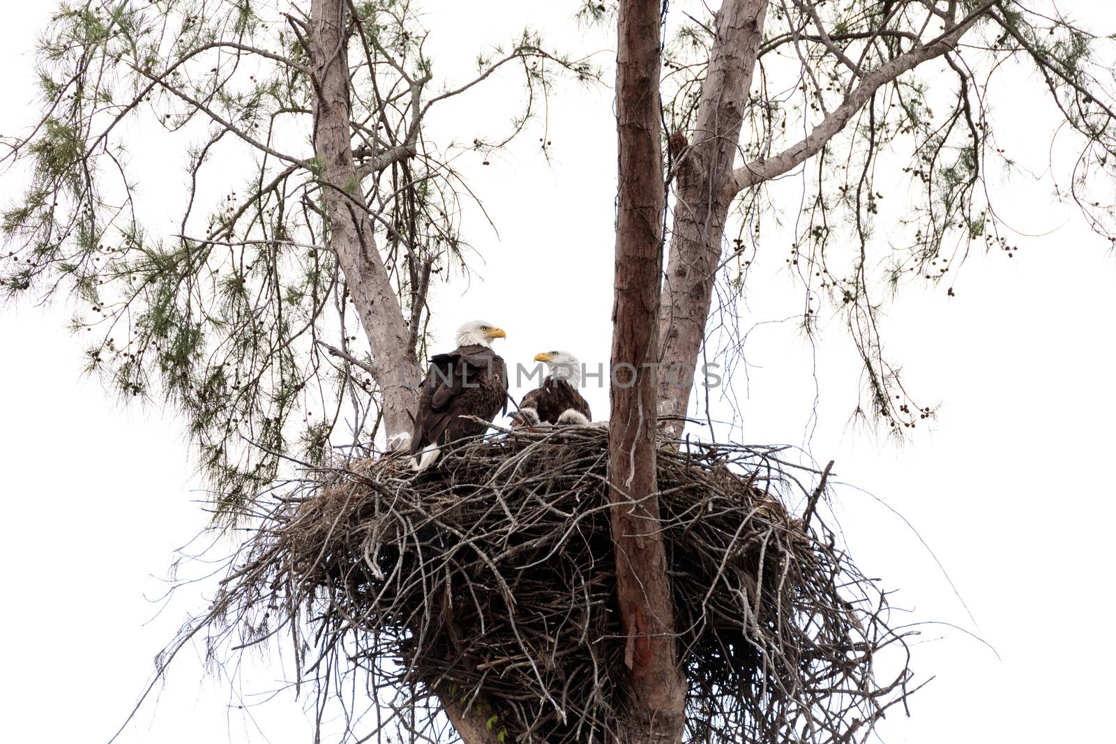 Family of two bald eagle Haliaeetus leucocephalus parents with t by steffstarr